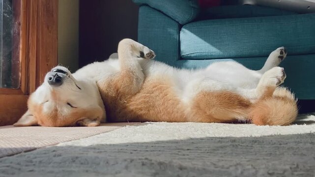 Shiba iu dog is laying on his back on the ground in sunny day.
