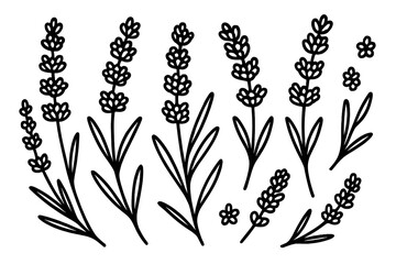 Elegant set of hand drawn outline lavender flowers and botanical sprigs elements © icon_art