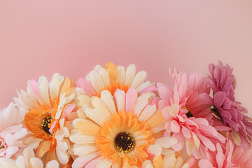 Gerbera daisy on soft pastel background with ample copy space on the left. Symbolizes joy, romance,...