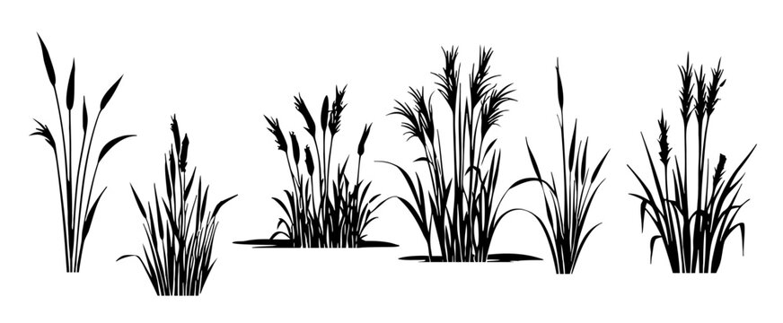 silhouette reeds sedges canes lakes rivers