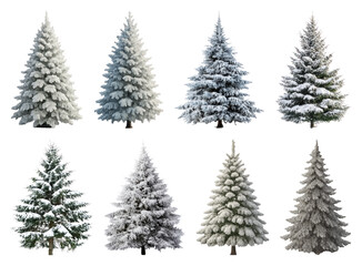 Fototapeta premium PNG Snow-covered evergreen trees collection, element set on transparent background