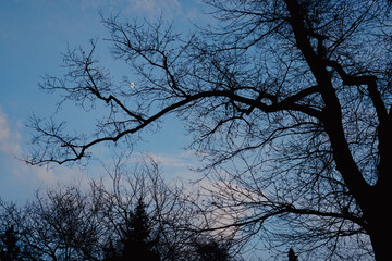 Low angle view of bare tree during evening
