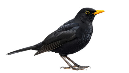 Obraz premium Amsel, transparenter Hintergrund, png