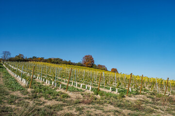 Hike through the vineyards on Rochusberg near Bingen in autumn