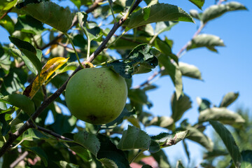 Green Apple on Tree Branch