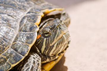 Turtle's head with yellowish stripes and calm eye, partially hidden under a rugged shell with brown and black patterns, resting on a soft, sandy background