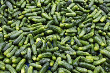 Small gherkin cucumbers in a large pile, vivid green pattern filling the frame; for food design, retail signage, agriculture content, education.