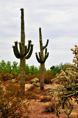 Clouds Over Central Sonora Desert Arizona