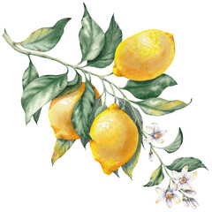 Watercolor illustration of a lemon fruit branches, hand-painted isolated clip art. Inspired by the timeless Mediterranean aesthetic of the Amalfi Coast. Perfect for summer-themed prints, packaging