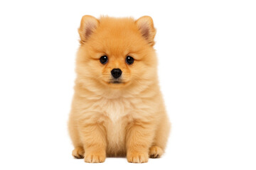 Obraz premium Innocent pomeranian puppy portrait, small fluffy dog