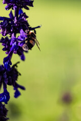 bumblebee on lavender