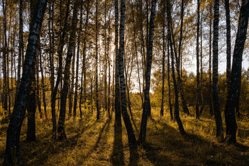 Sun setting through birch tree forest. Golden light illuminating autumn landscape in grove. Natural scenic view for wallpaper design. Sunset in grove.