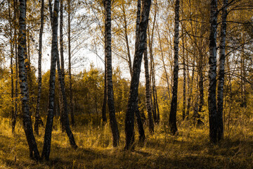 Obraz premium Sun setting through birch tree forest. Golden light illuminating autumn landscape in grove. Natural scenic view for wallpaper design. Autumnal landscape.
