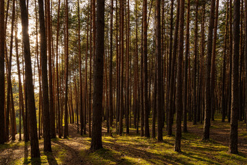Sunrise or sunset in tall pine forest with long shadows on mossy ground. Nature landscape for tranquility and wilderness.