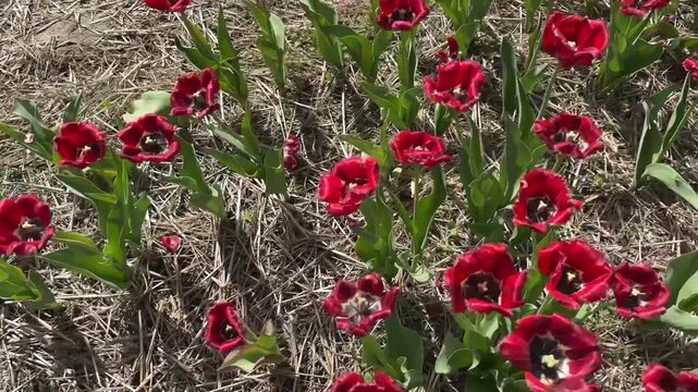 A field of dark red, fringed tulips in full bloom is shown in a close-up, high-angle view, highlighting the velvety petals and vivid green leaves against the brown straw/mulch ground on a sunny day