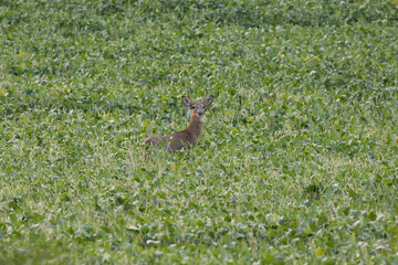 deer in the grass