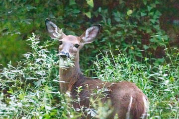 deer in the woods