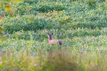 deer in the meadow