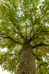 Blick in die Baumkrone einer Eiche