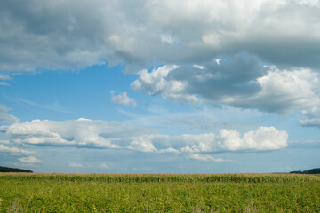 Vast Green Field Under Dramatic Cloudy Sky in Summer