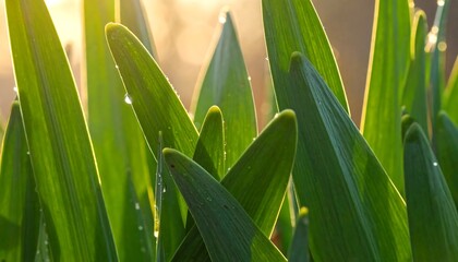 Fototapeta premium Lush green leaves pointing upwards, basking in the golden sunlight, with dew drops sparkling