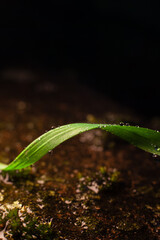 nahaufnahme von grashalm mit wassertropfen auf moss untergrund 