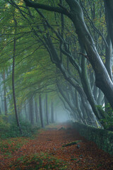 Obraz premium A misty rural autumn woodland landscape of arching beech trees and a dry stone wall at Upper Moor, Darwin Forest in the Derbyshire Dales, England, UK.