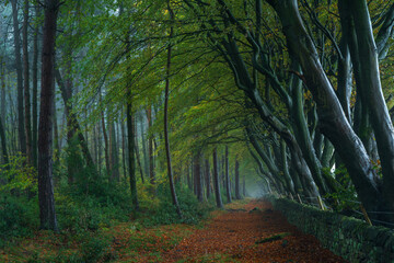 A misty rural autumn woodland landscape of arching beech trees and a dry stone wall at Upper Moor, Darwin Forest in the Derbyshire Dales, England, UK.