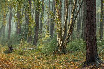 Golden autumn fall tree and leaf colours at Upper Moor, Matlock Forest in the Derbyshire Dales, England, UK.