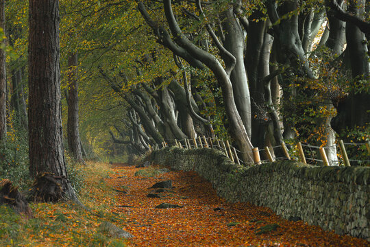 A rural British autumn landscape of arching beech trees and a woodland path at Upper Moor, Matlock Forest in the Derbyshire Dales, England, UK.
