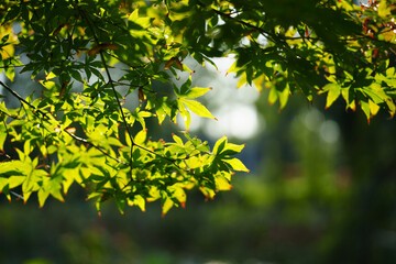 Green leaves glow in sunlight as branches reach towards the sky on a warm day.