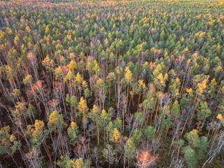 Aerial Drone View Vast Forest