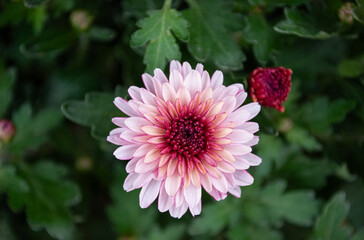 pink chrysanthemum among green leaves