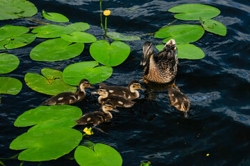 Female duck swimming with six ducklings among large green lily pads on a serene pond, showcasing nature's beauty and nurturing behavior in a tranquil environment