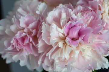 Peonies in soft pink and white hues, showcasing delicate petals and lush textures, creating a serene floral arrangement with natural beauty and elegance