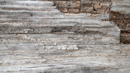 Beautiful background with gray wood texture