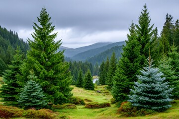 Fototapeta premium Spruce forest valley featuring green trees and cloudy mountains