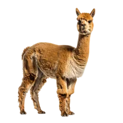 Foto auf Acrylglas Lama Alpaka, transparenter Hintergrund, png  © Yvonne Bogdanski