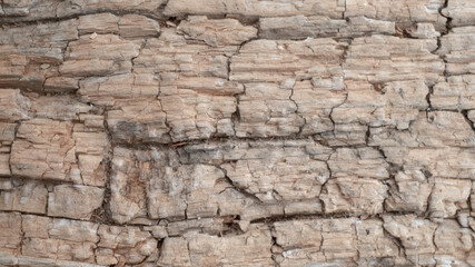 Fototapeta premium Close-up of natural wood background with warm light tones and organic, original, unique texture