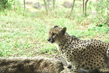 動物園のチーター