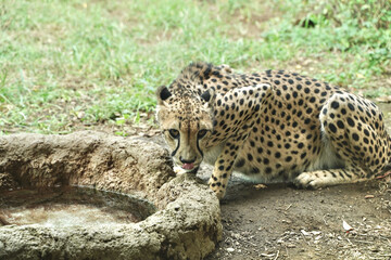 動物園のチーター