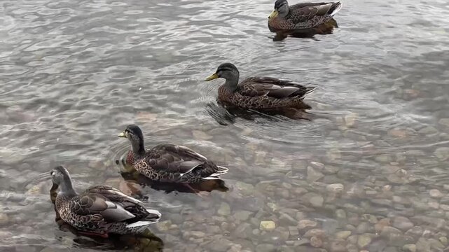 Patos nadando en el Lago Ness