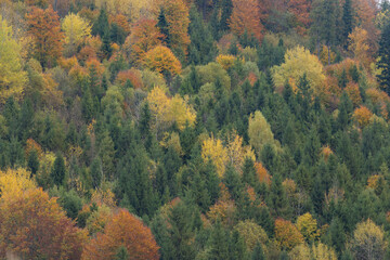 Fototapeta premium Beautiful autumn foliage in Carpathian mountains forest landscape