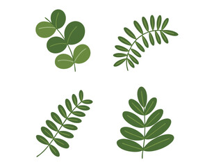 Four green leaf sprigs two pinnate one alternate and one opposite on a plain white background