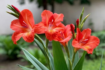 Red gladiolus flowers blooming in garden