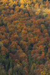Obraz premium Beautiful autumn foliage in Carpathian mountains forest landscape