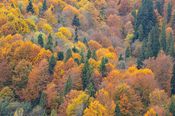 Beautiful autumn foliage in Carpathian mountains forest landscape