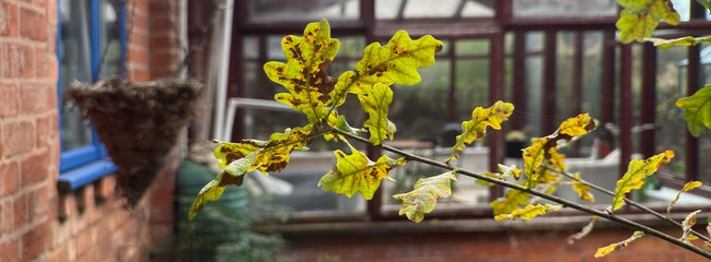 english corttage garden in a rural vill england uk