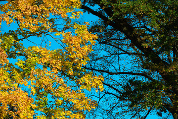 Autumn Canopy Of Yellow Leaves Against A Bright Blue Sky