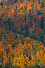 Obraz premium Beautiful autumn foliage in Carpathian mountains forest landscape